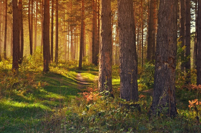Forest Glade Nuptials